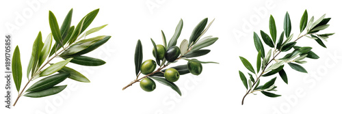 Wallpaper Mural Three olive branches with green and dark olives and leaves isolated on a transparent background tree Torontodigital.ca
