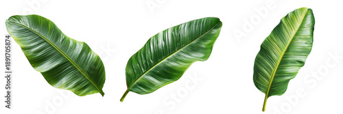 Three lush green banana leaves with prominent veins and yellow accents isolated on a transparent background