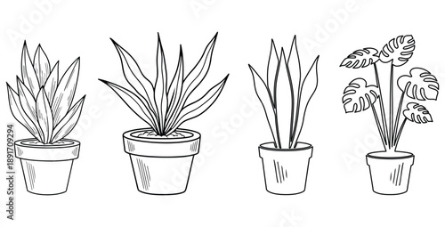 Collection of four detailed line art illustrations depicting various popular houseplants growing neatly inside simple ceramic pots perfect for adult coloring books