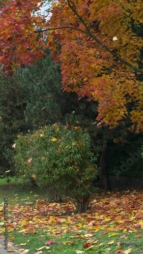 Colorful autumn leaves cascade from trees in a serene park, creating a vibrant carpet of red, orange, and yellow foliage on the ground