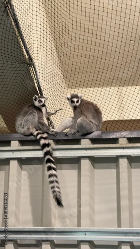 Two lemurs sit together on a ledge, one grooming the other's tail, showcasing their playful interaction and distinct black and white striped tails