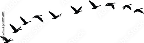 Flying duck silhouettes in sequence on white background, black vector illustration perfect for wildlife, migration, nature scenes, and bird designs
