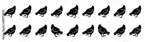 chicken pecking pose silhouette illustration collection. Animals drawing illustration isolated on white background.
