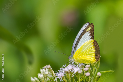 Photos A Chocolate Albatross butterfly (Appias lyncida) seated on flower, close up side view in blurred background for wallpaper, Jayanti buxa, West Bengal, India