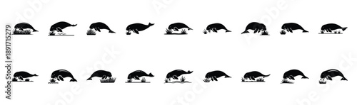 dugong grazing seagrass pose silhouette illustration collection. Animals drawing illustration isolated on white background.
