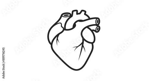 Stylized Outline of a Human Heart Anatomical Illustration.