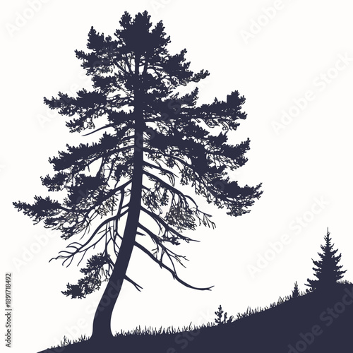 Silhouette of a tall pine tree on a hill