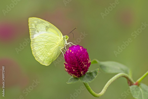 Fotografía A beautiful Common Emigrant or Lemon Emigrant butterfly (Catopsilia pomona) seat