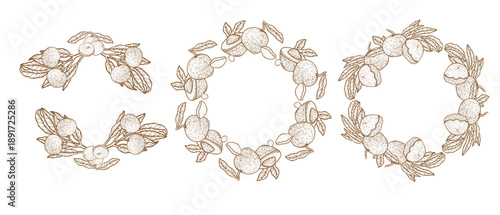 Set of longan fruit frames for labels and food or cosmetic designs. Vintage linear sketch outline frames vector set. Illustrations isolated on transparent.