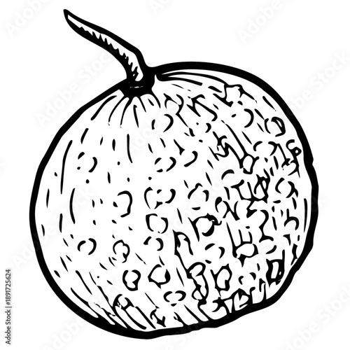 Longan vector illustration of whole fruit isolated on a white background, drawn in vintage line art style with hand drawn botanical details. Longan dragon eye fruit sketch