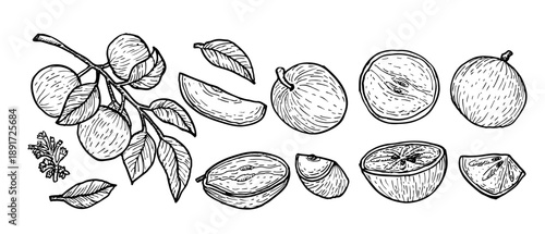 Star apple caimito vector illustration set with whole fruit, half and slices, isolated on a white background in vintage line art style. Cainito tropical fruit with branches, half, slices.