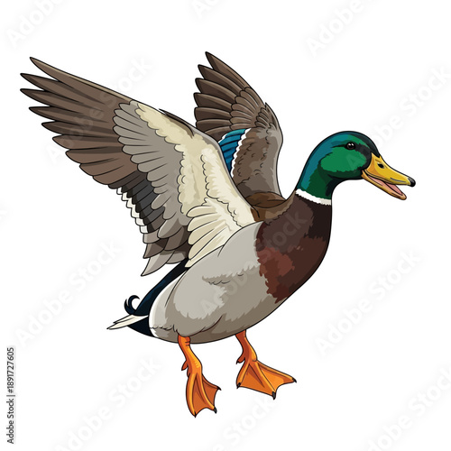 Male Mallard Duck in Flight.