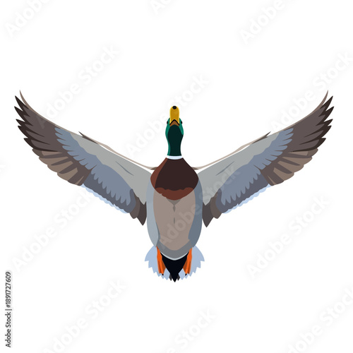 Duck Flying with Wings Spread Wide Open.