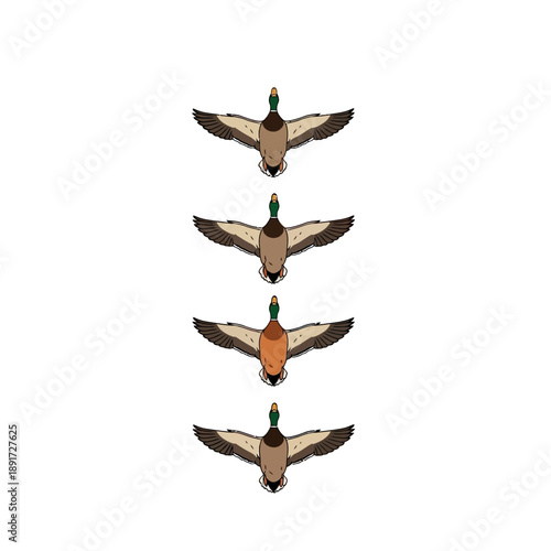 Four Ducks Flying in Formation.