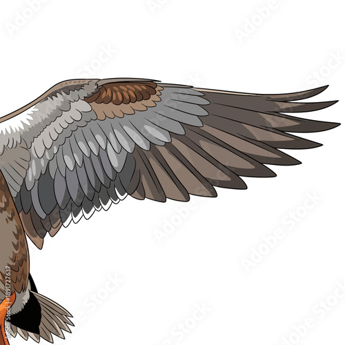 Close-up of duck wings in flight.