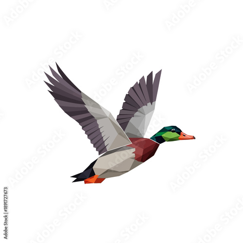 Mallard Duck Flying with Wings Spread.