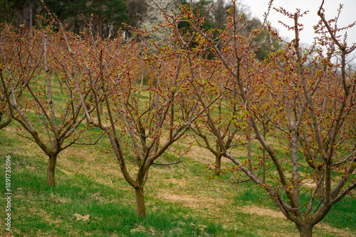 Spring orchard of apricot trees (Prunus armeniaca) with buds and fading blossoms in Wachau Valley, Austria, symbolizing growth and fruit farming.