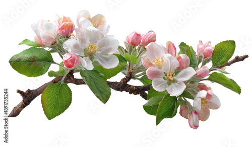 Blossoming apple branch with delicate white and pink flowers and green leaves