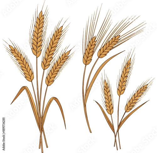 wheat and barley, rye stalks set icons