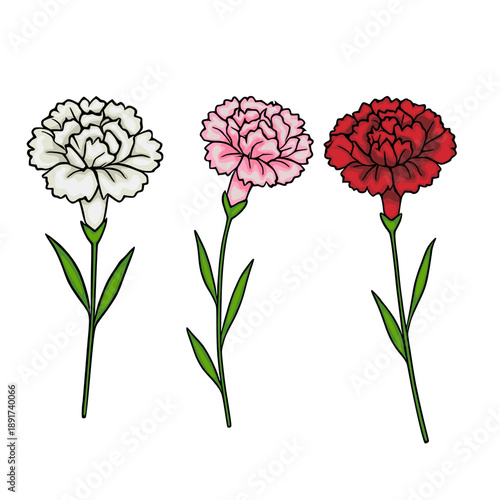 Three colorful carnation flowers vector illustration, isolated on white background