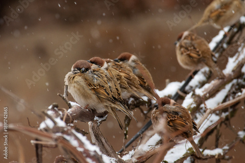 During the cold season, small sparrows hide near residential buildings in the city when it snows. Birds in the city.