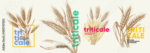 Artistic illustrations of triticale, showcasing detailed ears, stems, and leaves. The design incorporates modern typography and vibrant colors, highlighting the grain's
