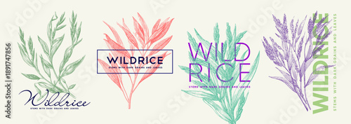 Illustrative design featuring wild rice plants with detailed stems, grains, and leaves in various colors. The artistic composition highlights the natural beauty and intricate details of wild rice