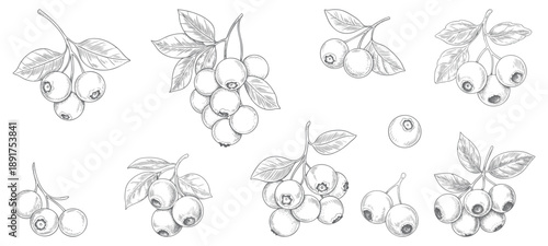 Blueberry branch hand drawn ink engraving set. Isolated blueberry illustration in vintage engraving.
