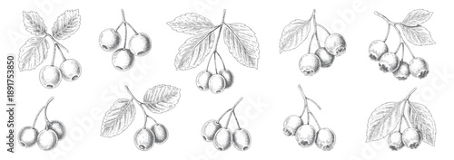 Blueberry branch hand drawn ink engraving set. Isolated blueberry illustration in vintage engraving.
