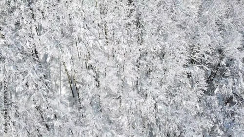 Footage flying over a snow-covered deciduous forest