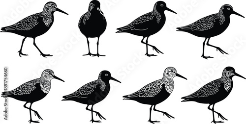 Set of stylized shorebird silhouettes in varied poses and feather patterns, ideal for ornithology, nature design, and avian vector illustrations.