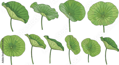 Green lotus leaves in various positions and shapes plant nature