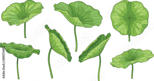 Green lotus leaves on white background plant