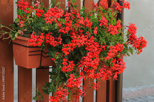 Slika na platnu Red flowers ivy-leaved geraniums in a brown fence planter box, pelargonium pelta