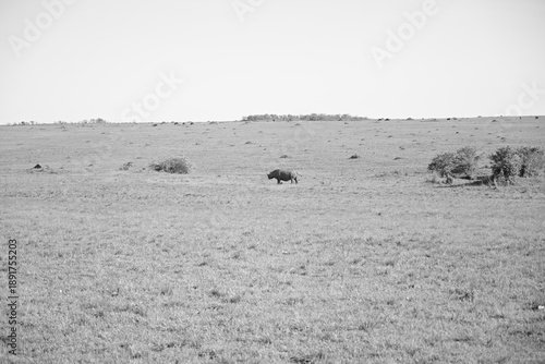 a single black rhino in the wild 