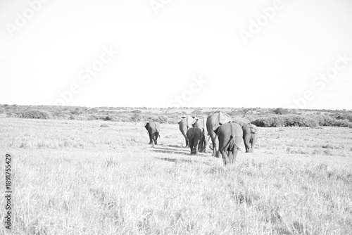 herd of African elephants photo in black and white 