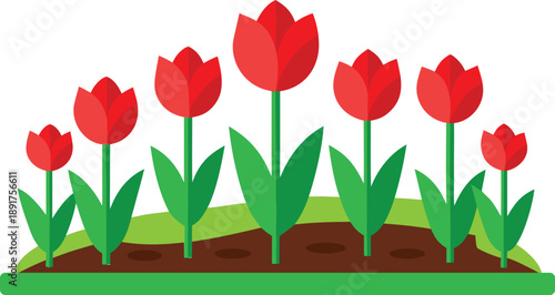 Red Tulips Growing in Garden Soil isolated background