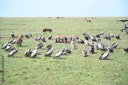 hyenas eating a dead carcass, while vultures are waiting to snatch the carcass 