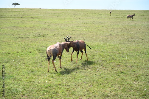 two topi deer fighting in lush green grass with clear sky 