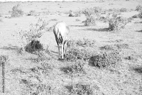 back view of a topi deer