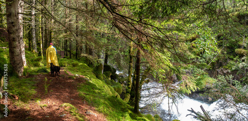 Fotografía Trees and with moss overgrown soil, a creek babbles in the background, Arnafjord