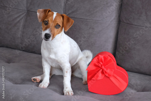 Portrait of cute Jack Russell Terrier dog sitting home on gray sofa next to red heart. Concept of Valentine's Day, animal love and gifts. Puppy is lying in close-up looking into frame. Slow motion