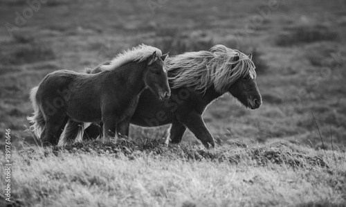 Photos Icelandic Horses