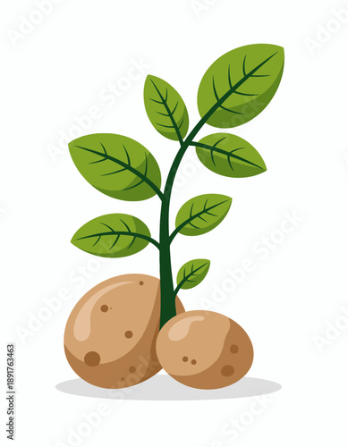 Brown potatoes with green leaves growing from a dark green stem a white background plant growth