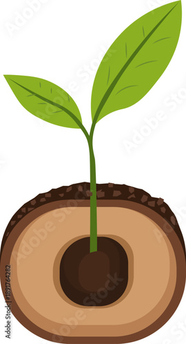 Green seedling sprout growing from nut shell cross section, vector illustration