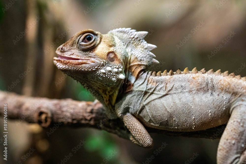 Fototapeta premium Boyd's forest dragon (Lophosaurus boydii)