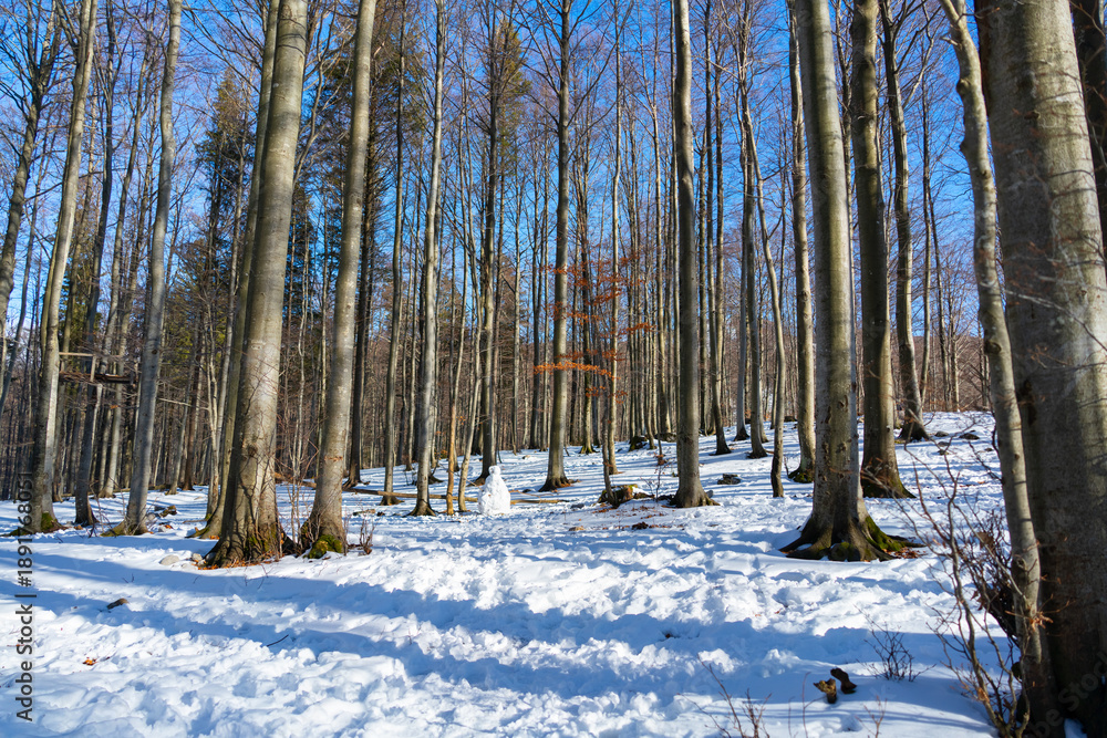 Naklejka premium Snow-covered forest with tall bare trees under clear blue sky. Winter landscape in the mountains of Ski resort Platak, Croatia