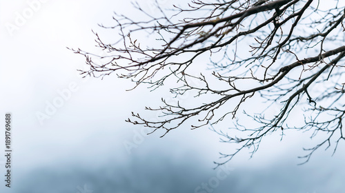 Wallpaper Mural Delicate tree branches with forming buds creating a natural silhouette against a soft, misty, winter forest background Torontodigital.ca