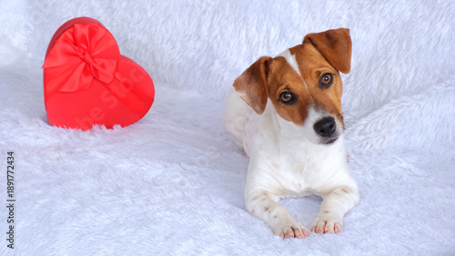 Portrait of cute Jack Russell Terrier dog on white background near red heart. Concept of Valentine's Day, animal love and gifts. Puppy is lying in close-up looking into frame. Slow motion