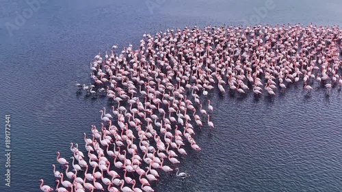 A large flock of graceful flamingos wades through shimmering waters at sunrise, creating a stunning mosaic of pink and white against the serene backdrop.